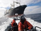 Sea Shepherd activists confronting the Japanese whaling fleet, Winter 2009