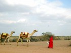 A nomadic Somali woman leads her camels in the drought-afflicted north of Kenya. Photo by Siena Anstis.