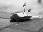 Shuffled off this mortal coil. Creative Commons photo by Flickr User Indoloony