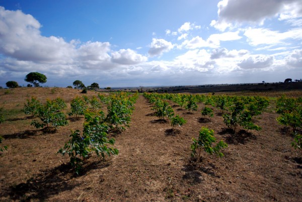 Dio Omari's "Microforestry" farm in Kenya, one way the country is battling rampant deforestation. Photo by Siena Anstis.