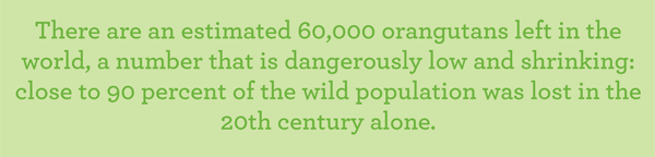 There are an estimated 60,000 orangutans left in the world, a number that is dangerously low and shrinking: close to 90 percent f the wild population was lost in the 20th century alone.