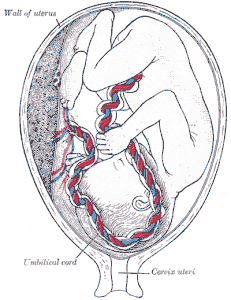 umbilical cord