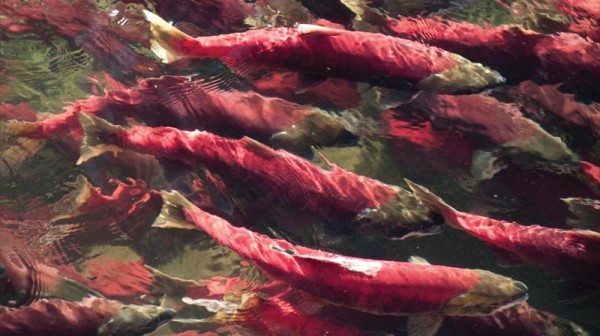 Pacific salmon. Photo by Robert Koopmans