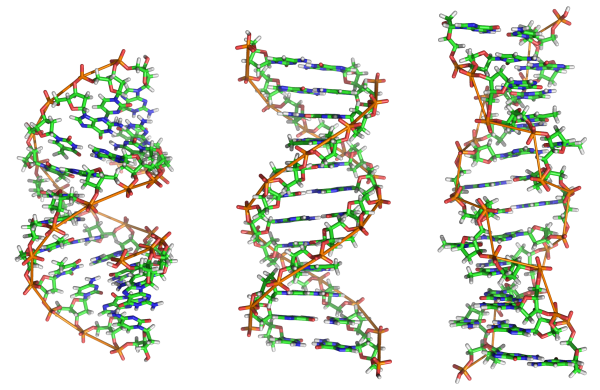 Visualizations of DNA strands. Pink Army Cooperative aims to sequence personalized cancer treatments using open-source principles. Creative Commons image via Wikipedia user Zephyris.