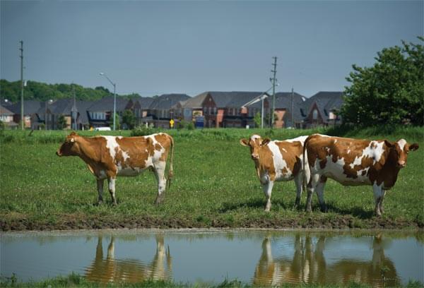 Robert Beynon's dairy farm in Richmond Hill, Ontario.