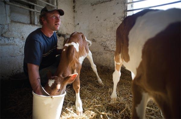 Robert Beynon with a calf. Photo by Ian Willms.