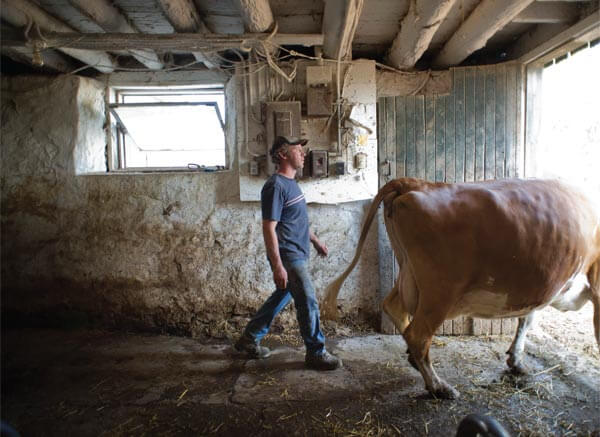 Robert Beynon taking driving cows from the barn. Photo by Ian Willms.