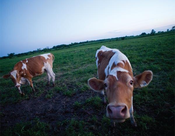 Cows on Robert Beynon's farm. Photo by Ian Willms.