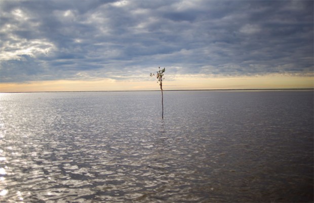 A willow branch marks the passage from Lake Athabasca into the Athabasca Delta.