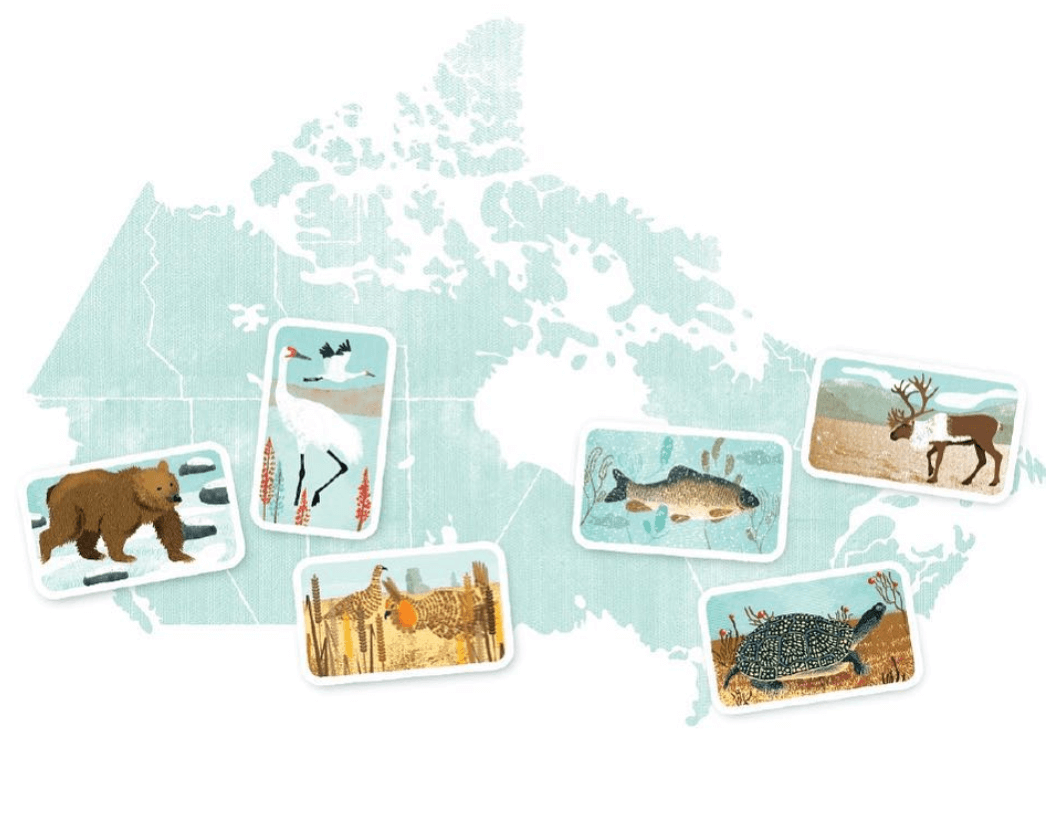 This Magazine → Meet Canada's most endangered species, from coast to coast  to coast