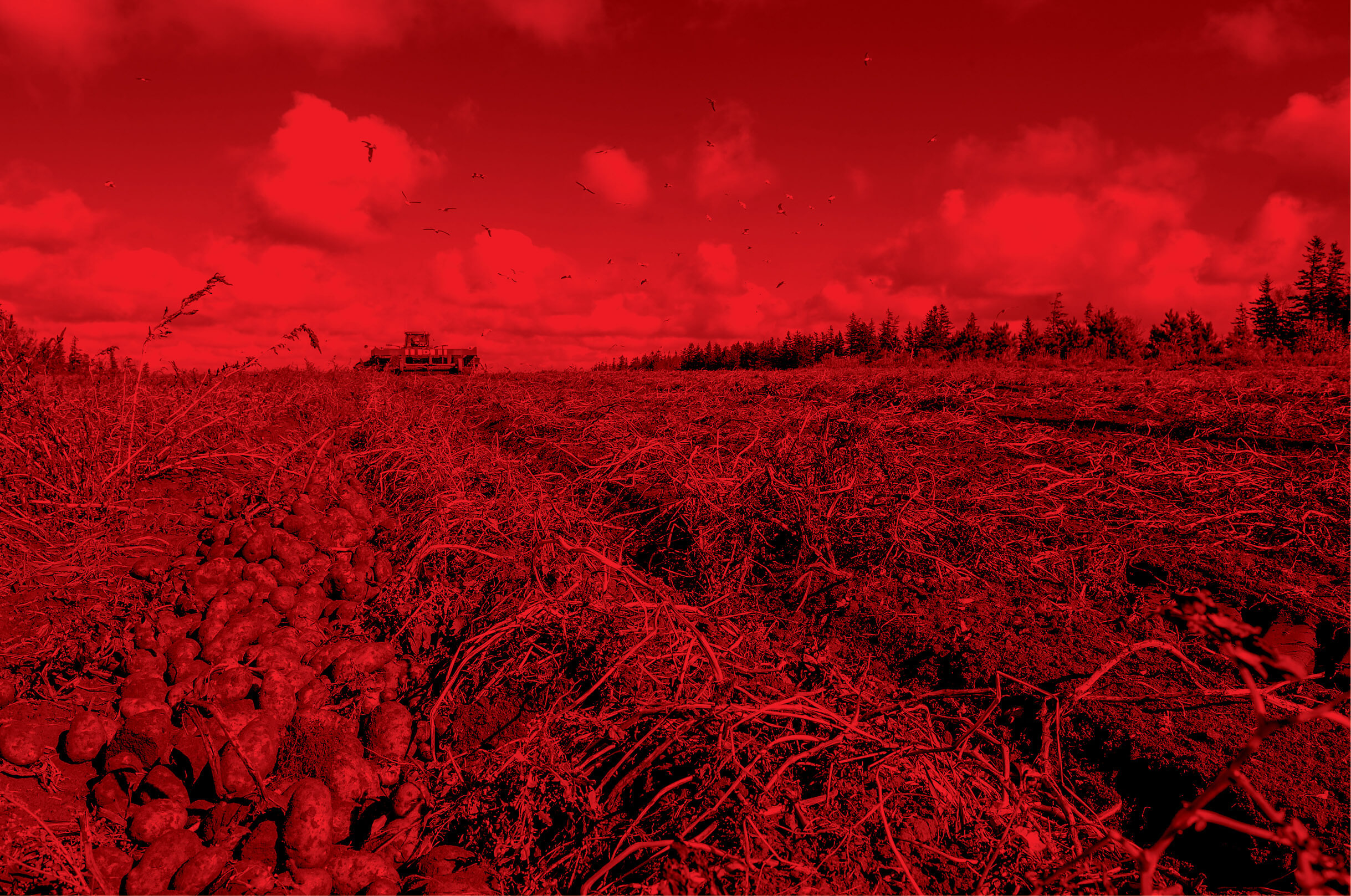 large potato field with a tractor in the distance on the left middle and pine tress along the horizon on the right side, there are clouds in the sky