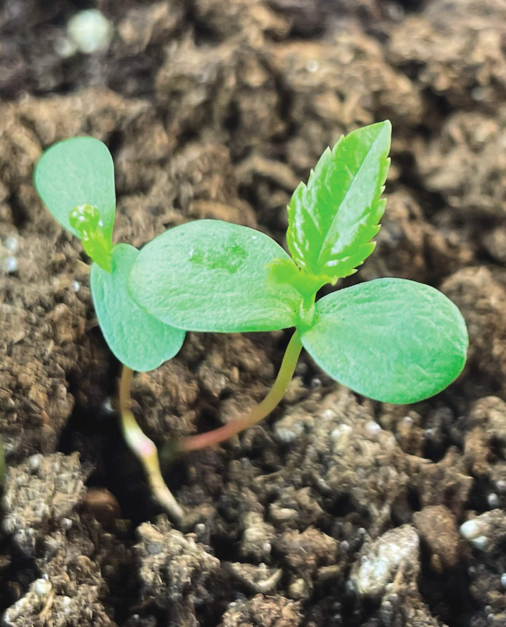 close up of small seedling growing out of dirt