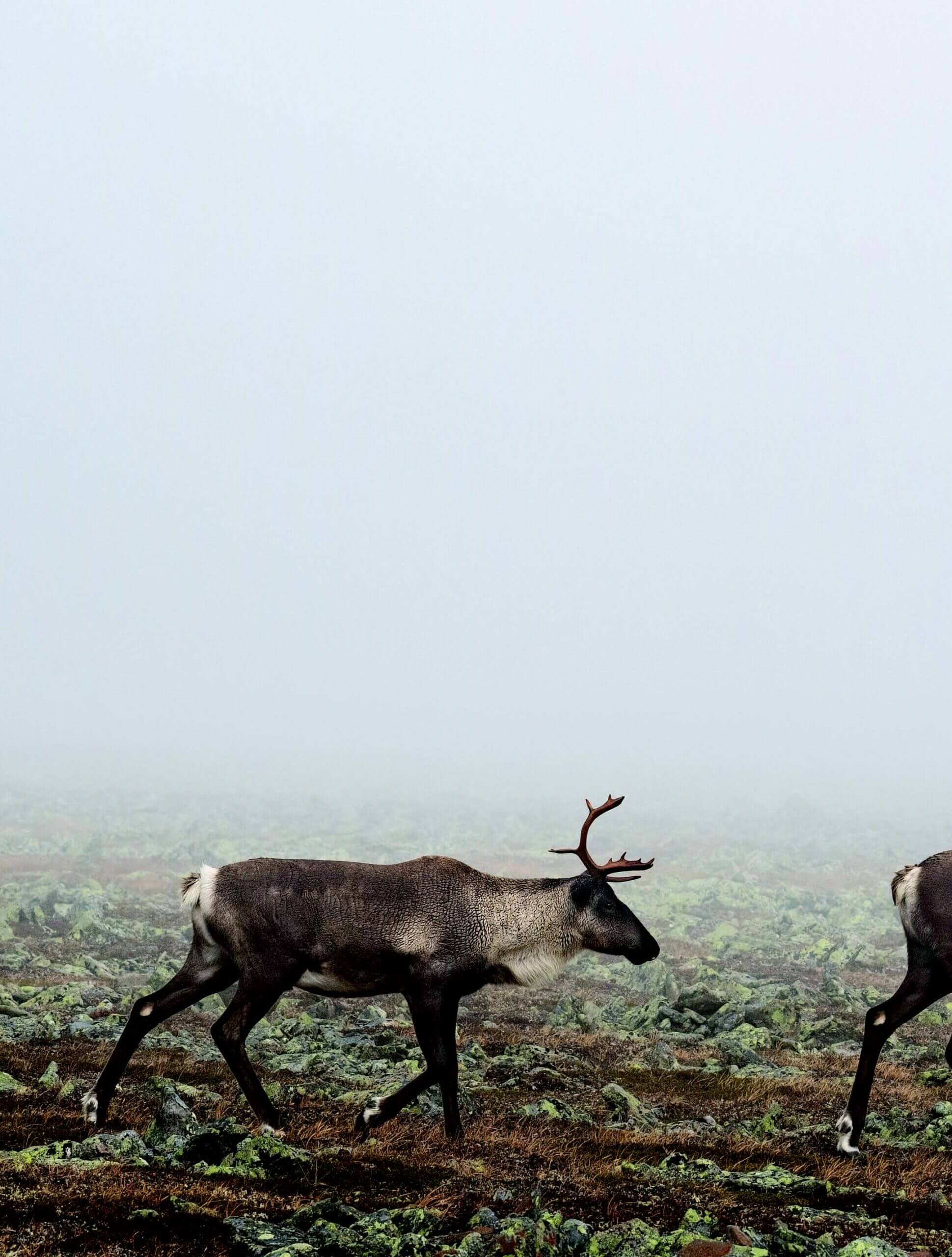 This Magazine → Caribou in decline