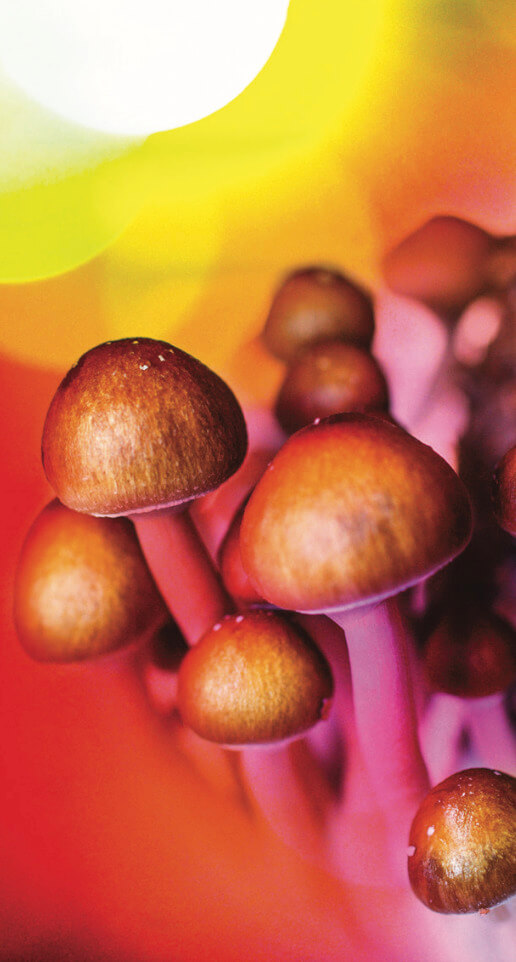 Mushrooms grow toward the sun on a pink and orange backdrop