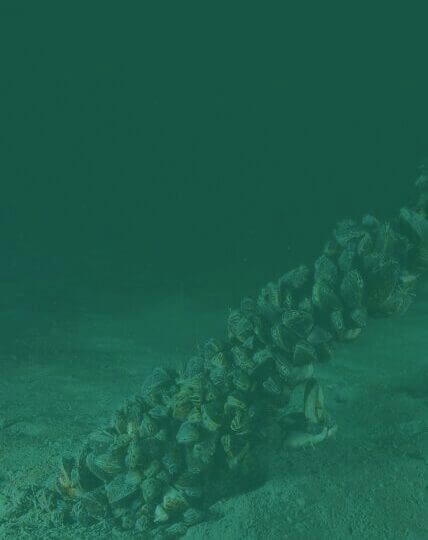 Under the sea, many zebra mussels cling to a fallen log or other submerged object