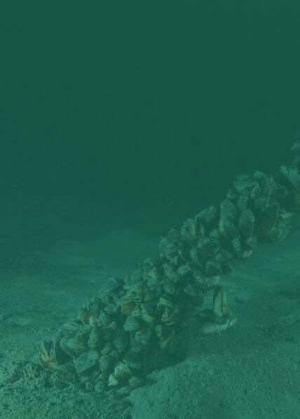 Under the sea, many zebra mussels cling to a fallen log or other submerged object