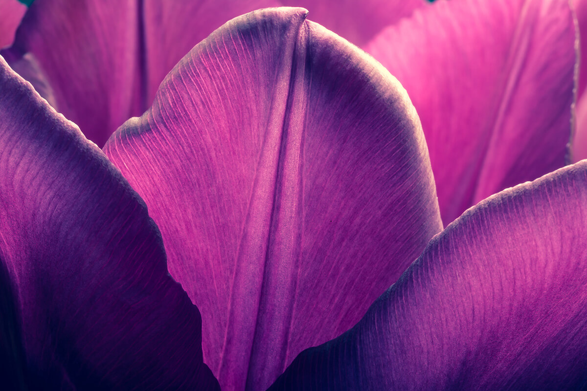 A close-up image of five purple tulip petals.
