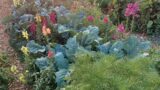 Photo a garden row with green, leafy plants.